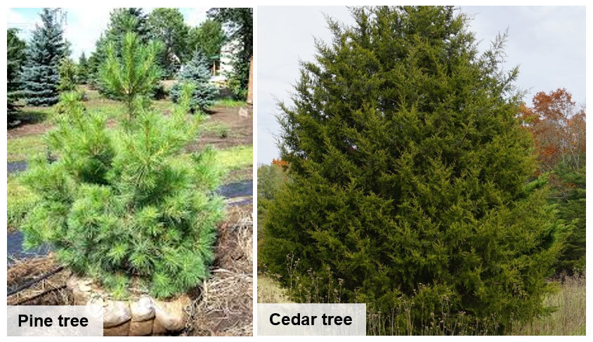 SOUNWS-11-29-21 LBL CHRISTMAS TREES_PHOTO